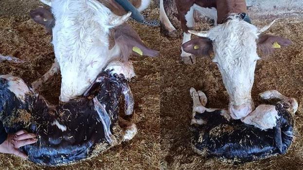 Yeni doğan buzağı ile annenin kavuşması kamerada