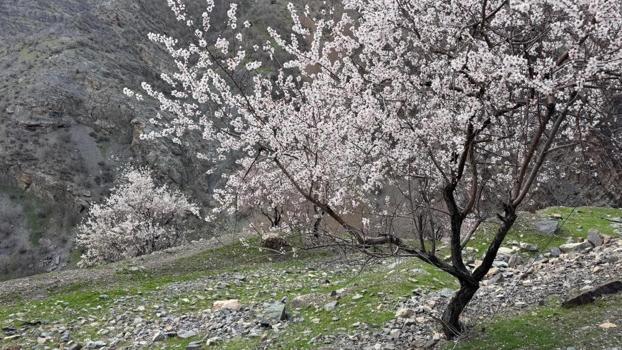 Şırnak dağlarında badem ağaçları çiçek açtı: Renk cümbüşü başladı