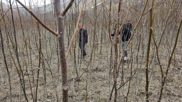 Bitlis'ten tüm Türkiye'ye gönderilecek! Tescilli fidanlar satışa çıktı: Üreticilerden talep yağıyor