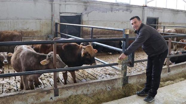 Mühendis eli değdi, görenler İnanamıyor! 100 büyükbaşın bakımı sadece 15 dakika sürüyor