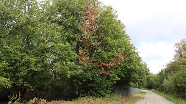 Sinop'ta köylüler diken üstünde! Hepsini yok ediyor, 10 bin tanesi doğaya salındı