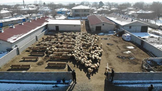 Erzincan’da 'kuzu' bereketi başladı! ağıllarda tatlı telaş başladı, 2026’nın ilk kuzuları dünyaya geldi! Besiciler adeta bebek gibi bakıyor