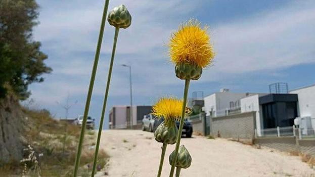 Kuşadası'nın simgesi endemik bitki Tülüşah, yok olma tehlikesiyle karşı karşıya
