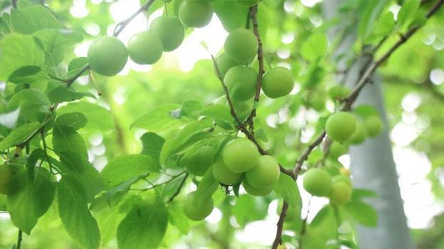 Can eriği hasadı başladı! Kilo fiyatı iç piyasada 350, yurt dışına 450 lira