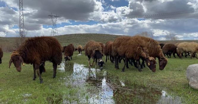 120 bin lira maaşa işçi bulunamıyor! Ağrı'da besicilerin zor kararı