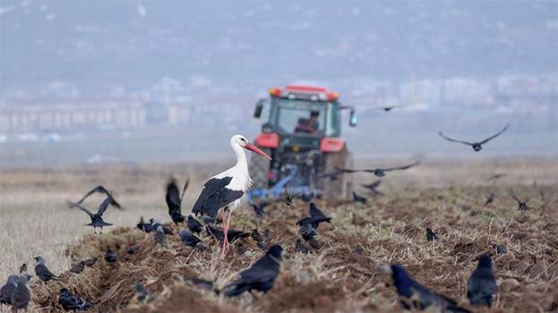 Hasat riski kapıda: 7-11 Nisan tarihlerine dikkat!