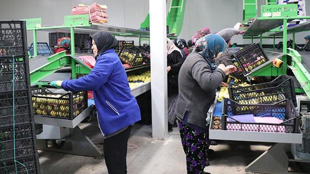 Ispartalı binlerce kadına yeni gelir kapısı oldu! Hasat başladı, Avrupa ve Arap ülkelerinden sipariş yağıyor