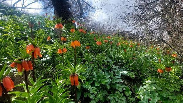 Siirt'te açan bu çiçeği koparmanın cezası 700 bin TL