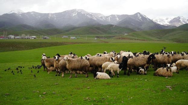 Merada otlayan koyunların yanına gelen sığırcık kuşları görsel şölen sundu