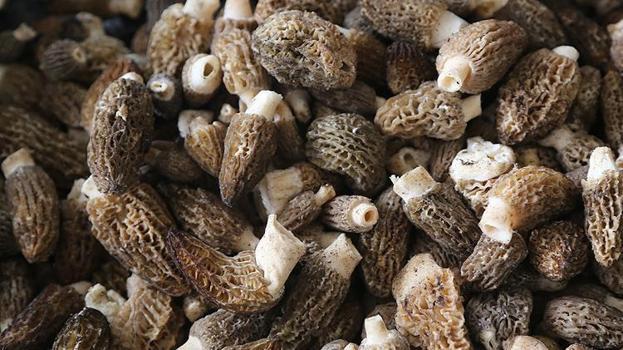 Vatandaşlar toplamak için oraya akın ediyor: Kilosu bin lira! Köylünün yeni gelir kapısı oldu