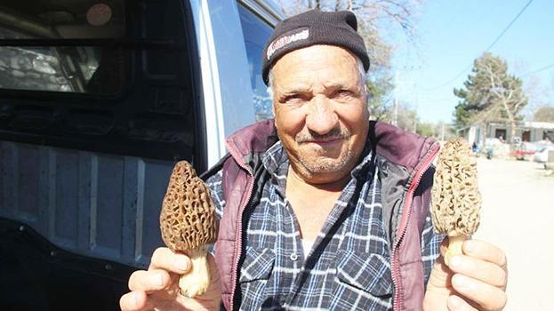 Çanakkale'de köylülerin geçim kaynağı oldu! Doğadan toplayıp kilosunu bin TL'den satıyorlar