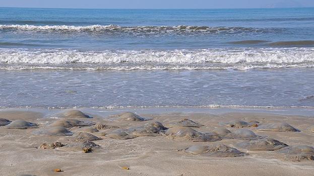 Mersin sahillerinde alarm! Silifke kıyıları göçmen denizanalarıyla doldu: Dokunmak bile büyük tehlike! Alerjisi olanlar için ölüme kadar götürebilir!