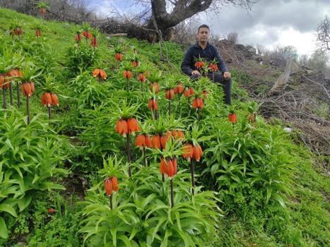 Doğu'nun sembolü ters lale yoğun ilgi görüyor!