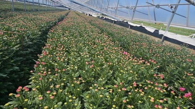 Kütahyalı üreticinin yeni gözdesi oldu! Eken pişman olmuyor: Avrupa ülkeleri sıraya girdi