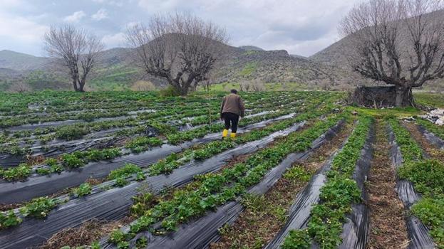 Hasat beklerken felaketle karşılaştılar! Batmanlı üretici zor durumda