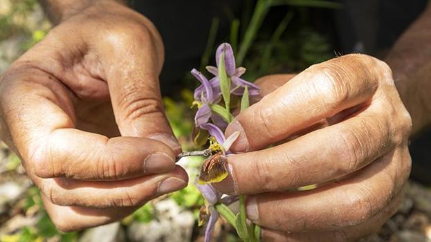 Nesli tükenmek üzereydi, mucize gerçekleşti: İlk kez tohumdan üretildi: Dünyada sayısı 200'e kadar düşen likya orkidesi için kurtarma operasyonu başladı