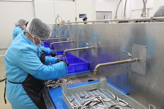 Lakerda dünya markası oluyor! Sinoplu kadınlar hem üretiyor hem kazanıyor: 4 milyon liralık dev yatırım yüzlerce kadına istihdam sağladı