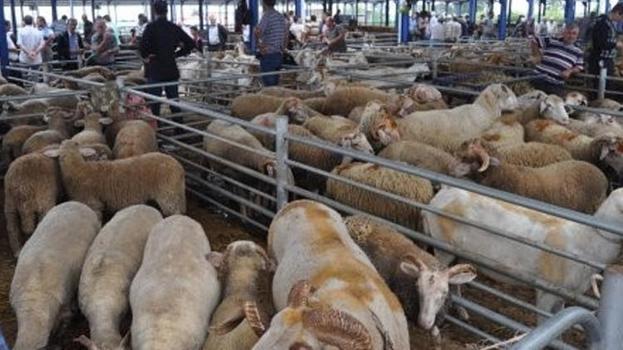 Balıkesir’de hayvan pazarları için flaş karar! İkinci bir duyuruya kadar tamamen kapatıldı