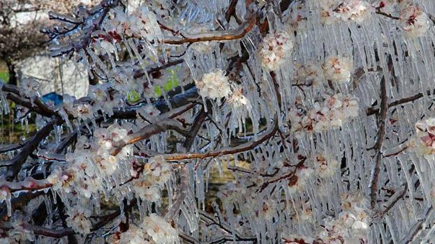 Eskişehirli üreticiler dikkat! Meteoroloji o saatleri işaret etti: Zirai don uyarısı