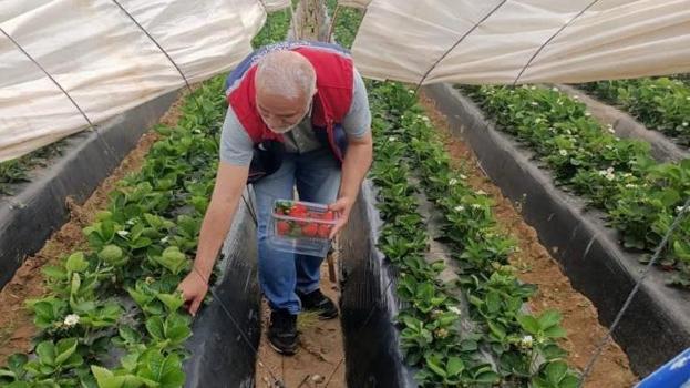 Aydın’da üretimi katlandı! O meyveye hasat öncesi sıkı denetim