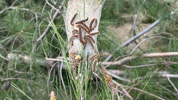 Marmaris'te çam kese böceğine karşı doğaya 'terminatör böcek' salındı