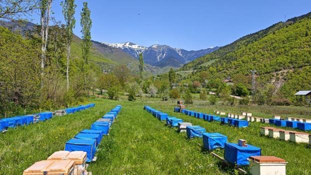 Doğu Karadeniz’de arıcıların soğuk mesaisi! Artvin’de değişen hava sıcaklığı arıcıları vurdu: Bal verimi %50 düşebilir!