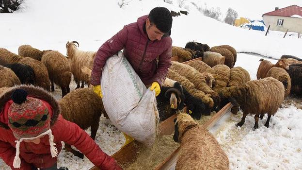 Bitlis'te yağan nisan karı besicileri yeme muhtaç etti!