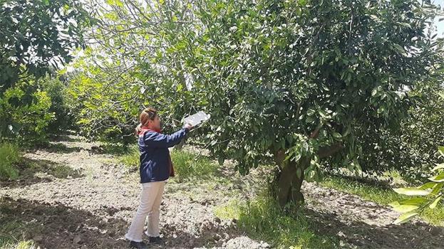 Söke'de seferberlik başladı! Ekipler sahaya indi, tarımsal markaj başladı