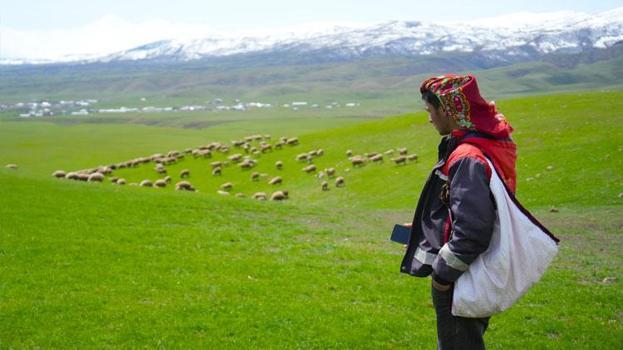 Kırsalda Bereket Küçükbaşa Destek Projesi! Muş'ta başvurular başladı: 100 baş küçükbaş hayvan temin edilecek