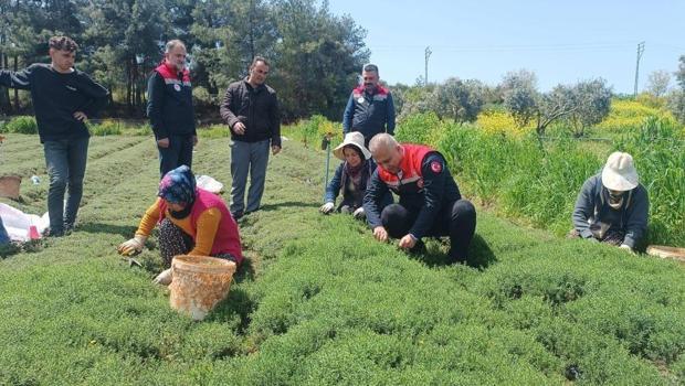 Zahter hasadı başladı! Üreticiler umutlu