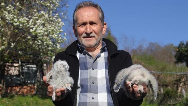 Bursa'nın Yaren leyleği varsa Ordu'nun da baykuşu var! Çiftçinin 20 yıllık dostluğu: Pamuk, Ateş ve Pusu