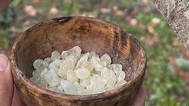 İthalatın önünü kesecek hamle Fethiye'den geldi! Muğla'nın 'beyaz altın'ı servet kazandırıyor