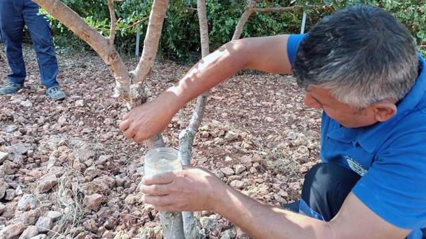 Fethiye'de deneme olarak ekildi! İlk hasat yapıldı: Yeni gelir kapısı üreticinin yüzünü güldürdü