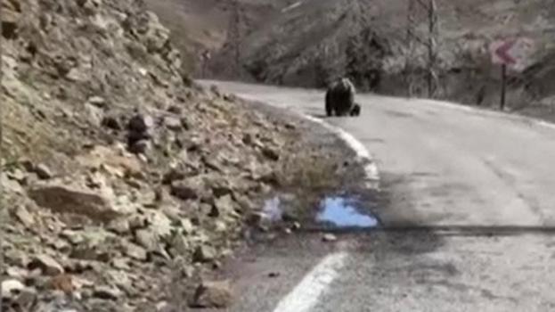 Gümüşhane'de anne ayı ve yavruları yolda görüntülendi, minik yavrunun çabası gülümsetti