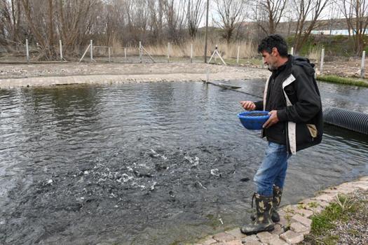 Kaynak suyunda yetişiyor, kilogramı 300 liradan satılıyor