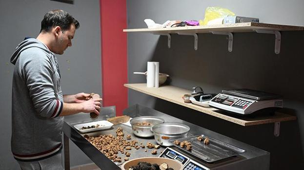 İtalya’dan geldi, tek bir şeyle zengin oldu: Eğitimli köpeklerle ormanlarda iz sürüyor: Kilogramı neredeyse servet değerinde