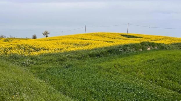 Tekirdağ'da boş yer kalmadı! Üzüm, ayçiçeği değil köylüler artık sadece onu ekiyor