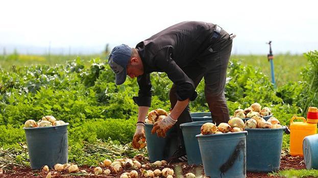 Hatay Reyhanlı’da turfanda soğan hasadı başladı: 122 bin tonluk rekolte bekleniyor
