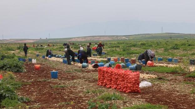Hasat başladı, kilosu tarlada 25 lira! 81 ilin yanı sıra Rusya ve Avrupa ülkeleri kapış kapış alıyor