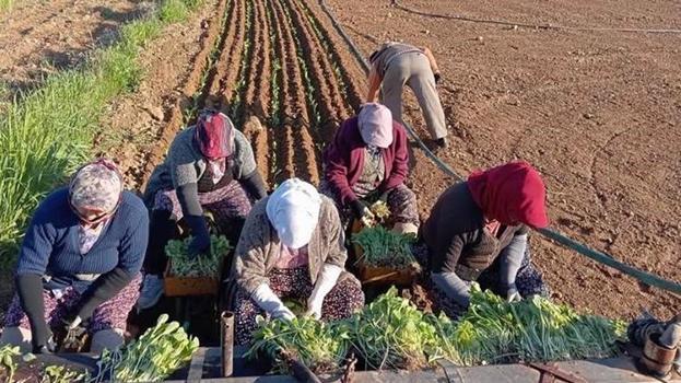Aydın'da hasat başladı! Çiftçi tarlaya umuduyla indi: Üreticinin tek bir şartı var: Avanslar bir an önce ödensin!