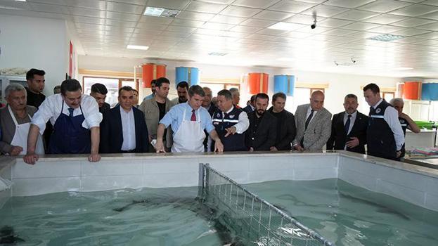 Karadeniz’in kayıp hazinesi mersin balığı geri dönüyor! Amasya üretim üssü olacak