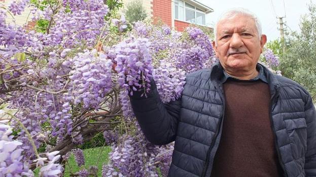 Balıkesir’de bir mahalle tamamen mora büründü! Görenler hayran kalıyor