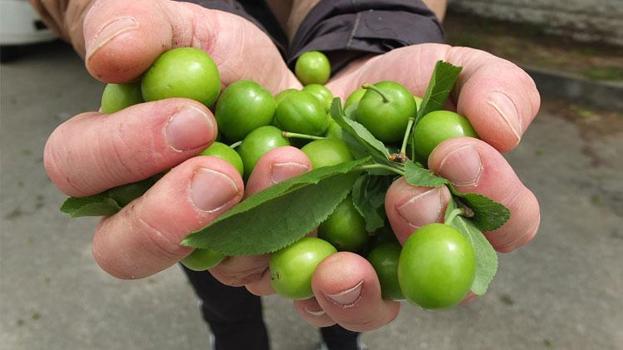 Balıkesir Burhaniye'de ilk erik hasadı yapıldı
