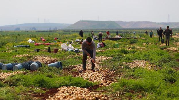 Hatay'da köylülerin cepleri dolacak! Hasat başladı, 45 günde 122 bin ton toplayacaklar