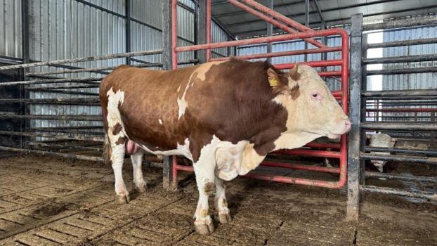 Kurbanlıklar vitrine çıkıyor! 1,5 tonluk dev tosun 950 bin liraya satılıyor