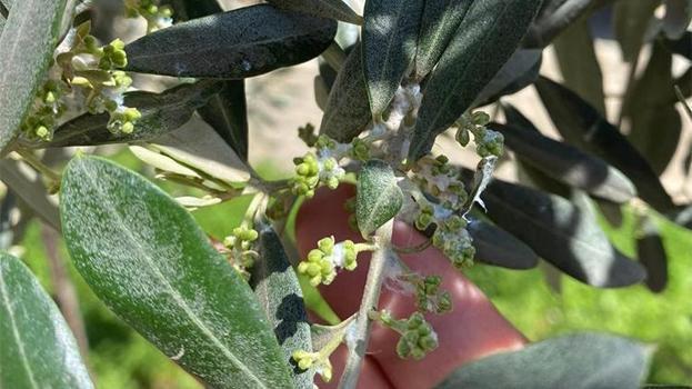 Zeytin üreticisine kritik uyarı: Sarıgöl'de "pamuklu bit" alarmı
