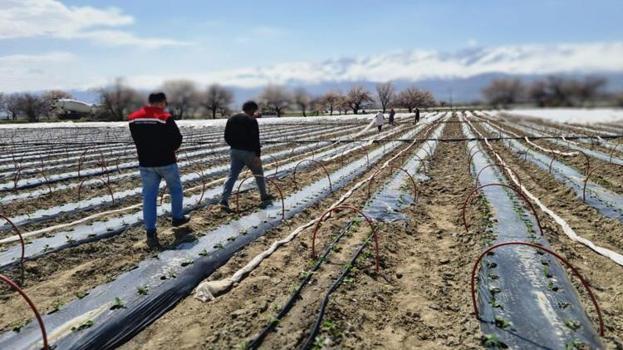20 gün erken hasat edilecek! Tam 100 bin tane dikildi: Erzincan'dan çevre illere dağıtılacak