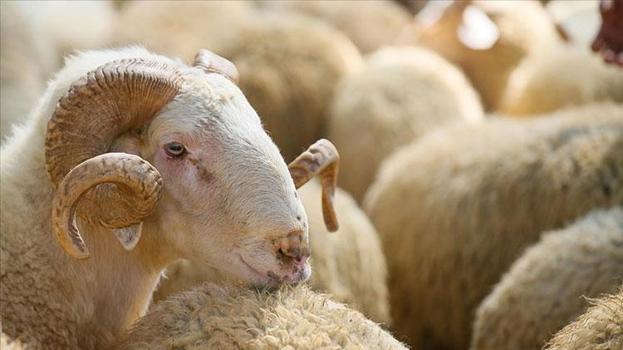 Uşak'ta Kurban Bayramı öncesi kurban satış yerleri belli oldu