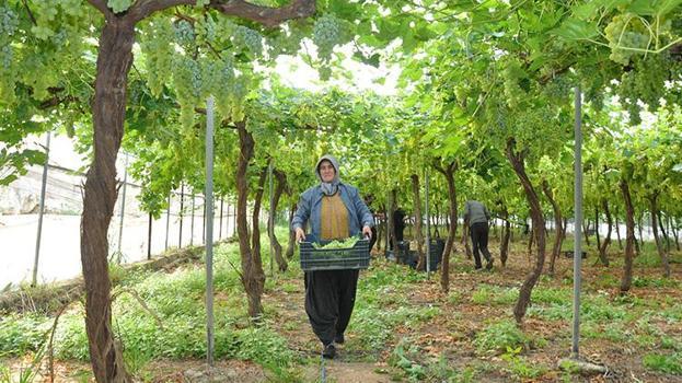 Silifke’de hasat başladı: 350 TL’den satışa çıktı, Ekim’e kadar sürecek