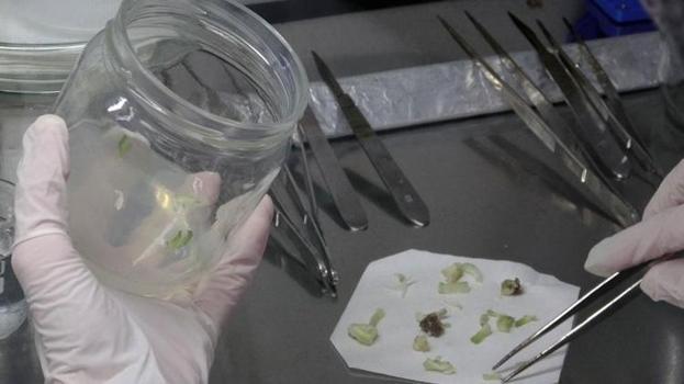 Doğada nadir bulunuyordu! Laboratuvarda çoğaltıldı: Ekonomik değeriyle yeni bir kazanç kapısı açtı